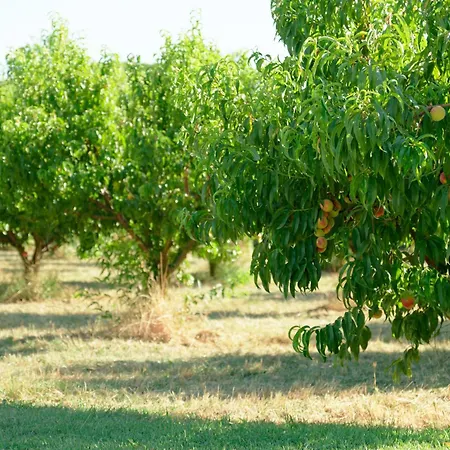 Il Frutteto
