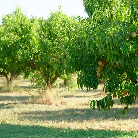 Il Frutteto